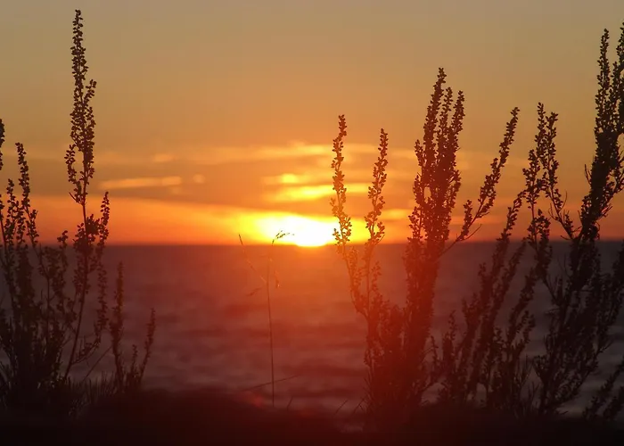 Pet Friendly In With Wifi